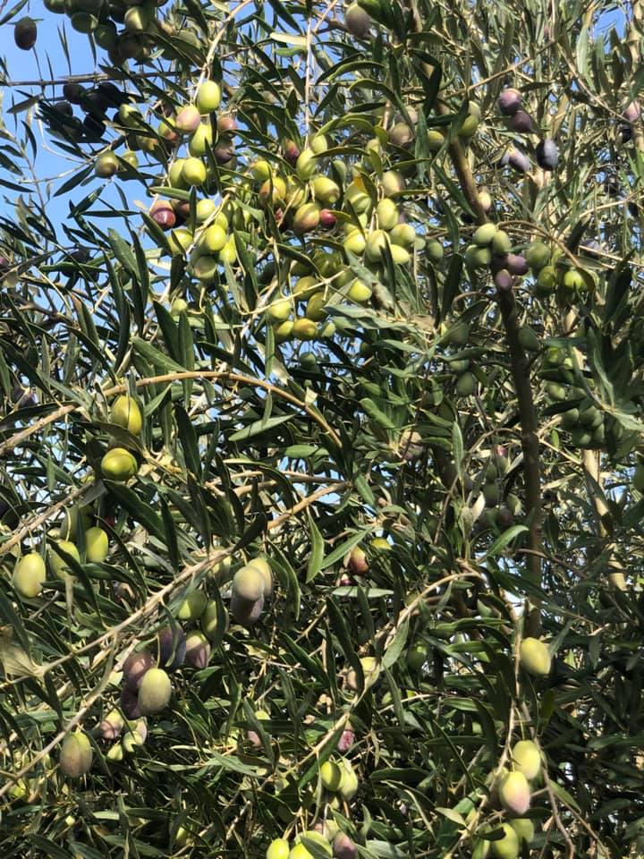 125328096_3149183055186057_5862191247977130693_n