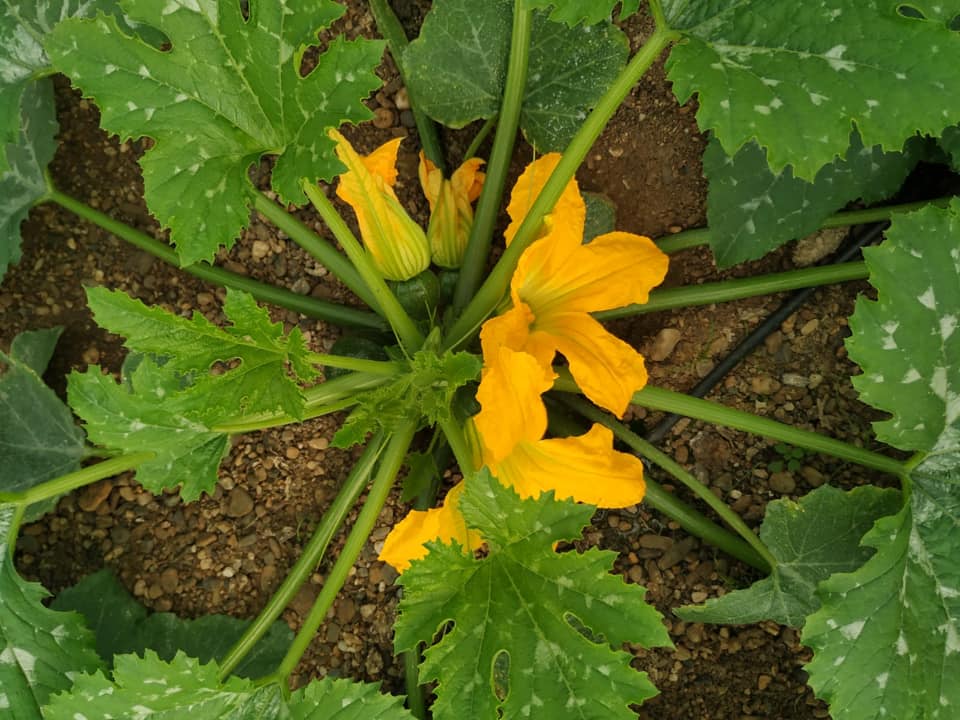 84001765_2456161834488186_6967288732026142720_n