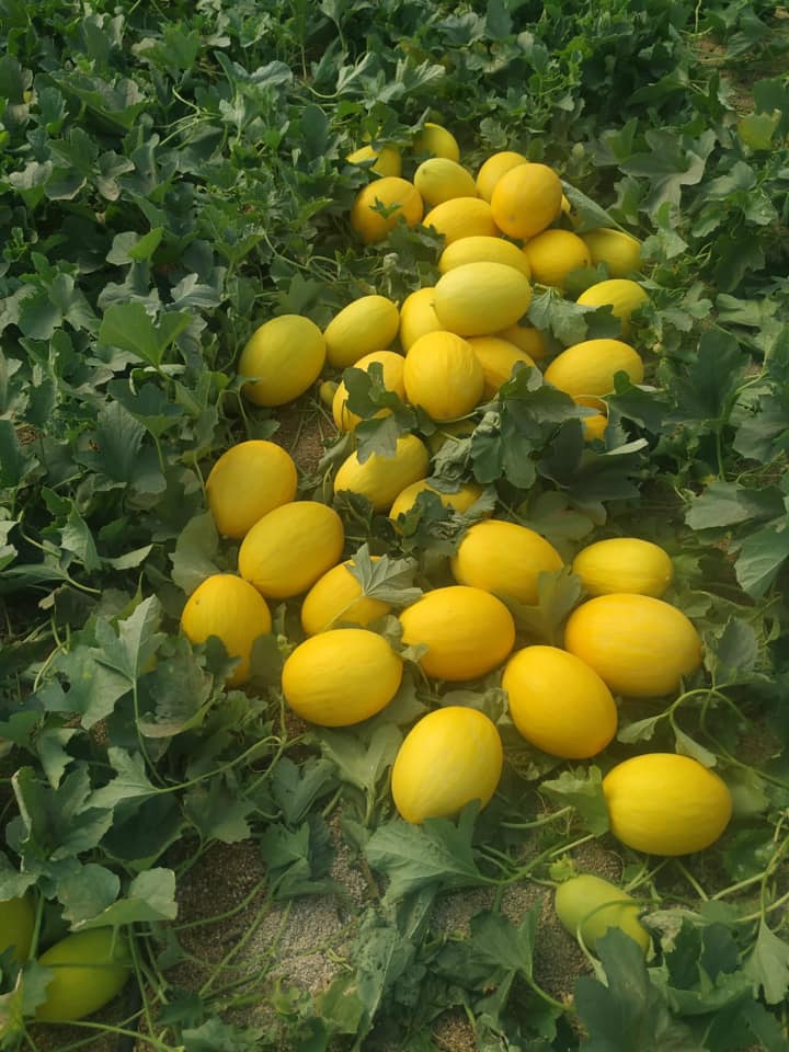 Melon-amarillo-Agroargentum