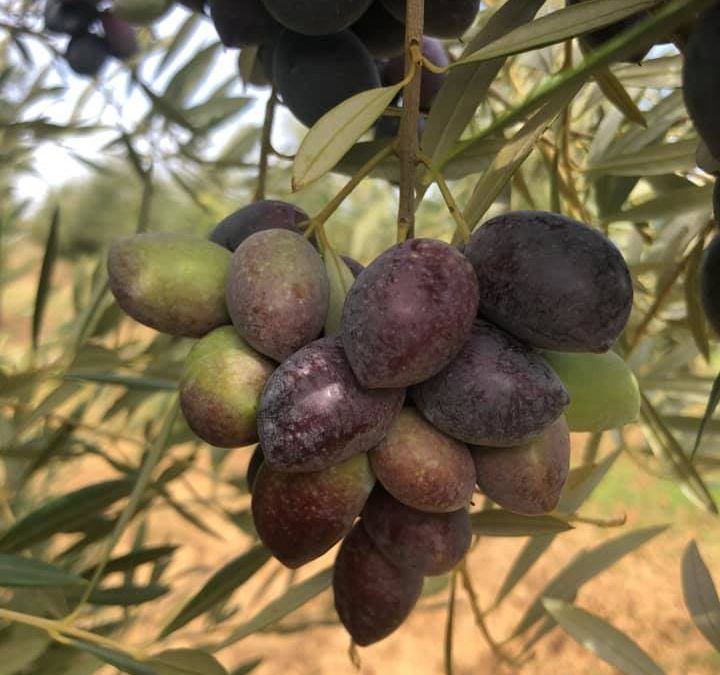 125063683_3149183168519379_7019960488910936877_n-720x675