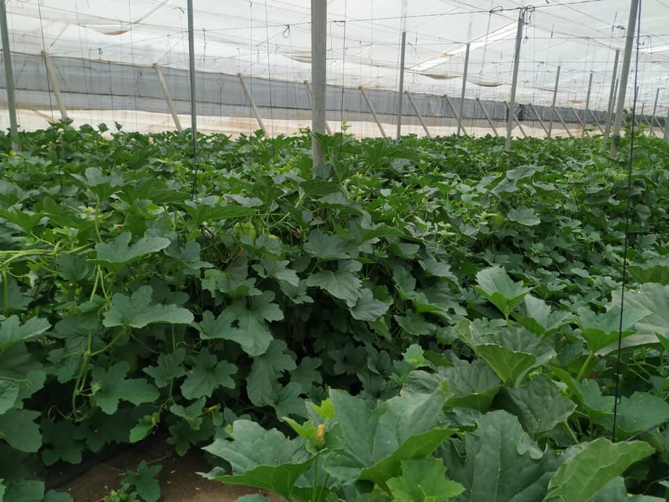 94045480_2604246163013085_7118011929150357504_n