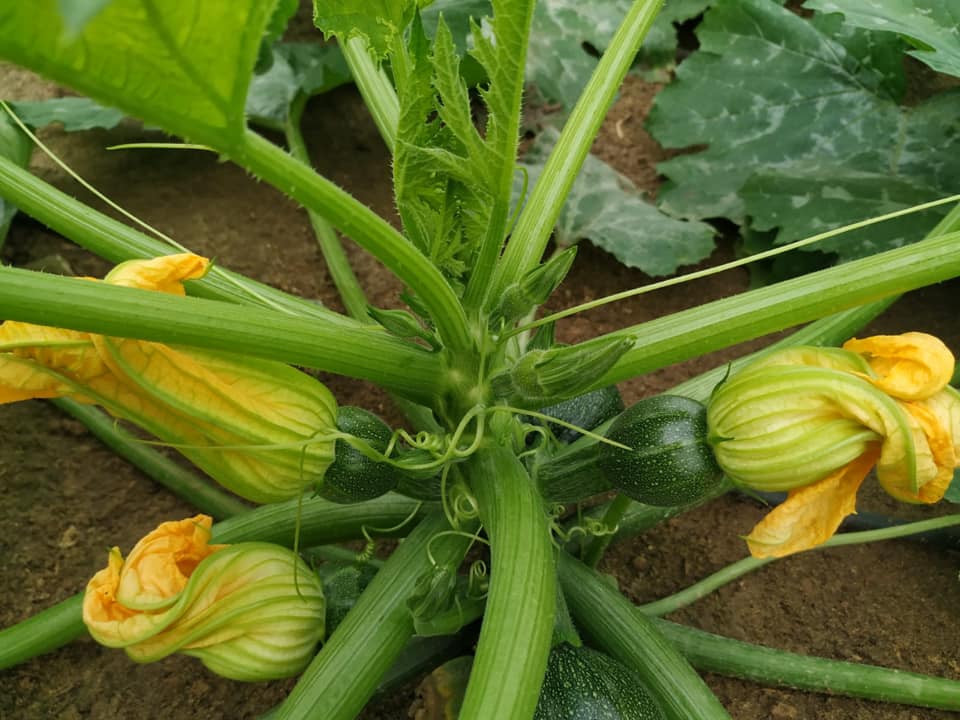 Calabacines-tratados-con-Agroargentum