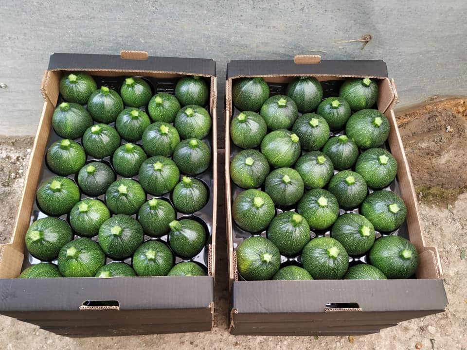 Frutos-de-Calabacines