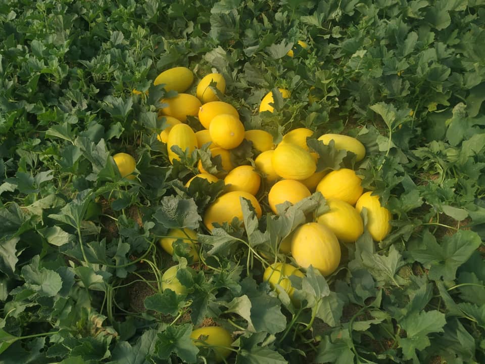 Mejora-de-la-produccion-y-la-calidad-del-melon-amarillo