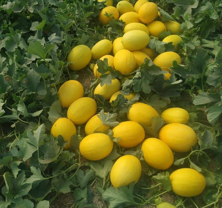 Melon-amarillo-Agroargentum-720x675