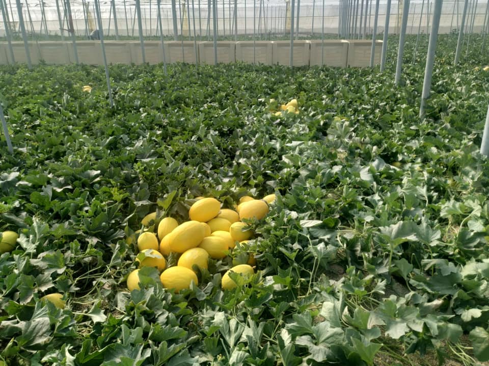 Melon-amarillo-nanotecnologia