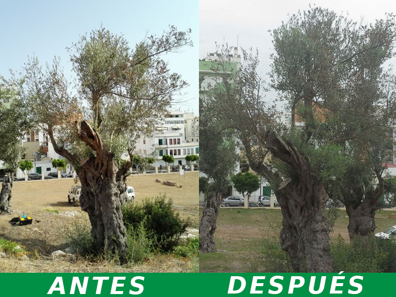 Olivo-Recuperado-con-fertilizante-agroargentum