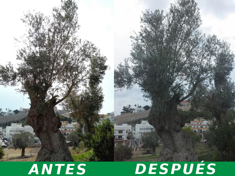 Olivo-recuperado-con-Agroargentum