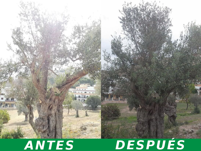 Olivo-recuperado-con-Nanoteclogoia-por-Agroargentum