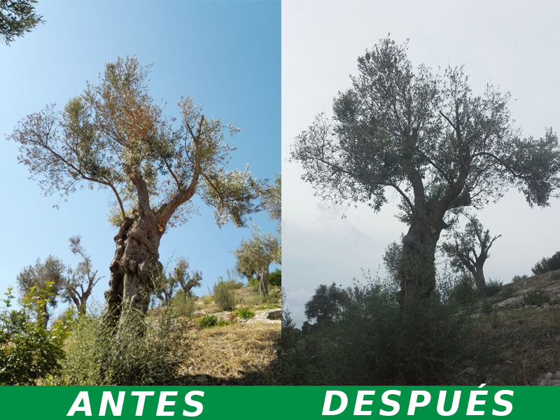 Olivo-recuperado-por-Agroargentum-