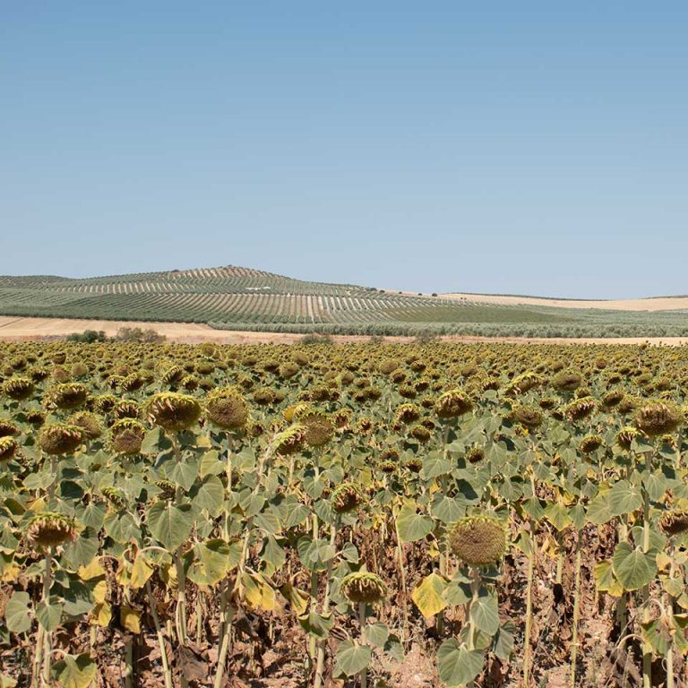 agroargentumsl_g2-768x768